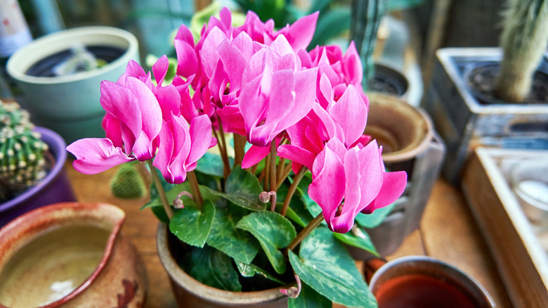 Persian cyclamen with pink blooms