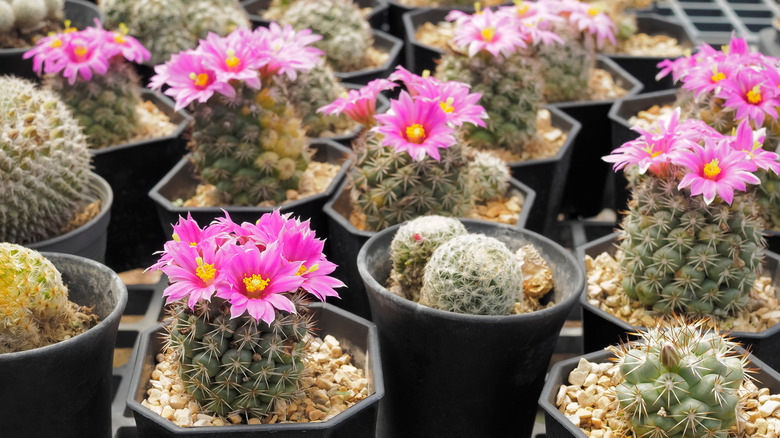 Small pincushion cacti in pots