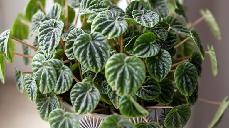 Ripple peperomia with many leaves