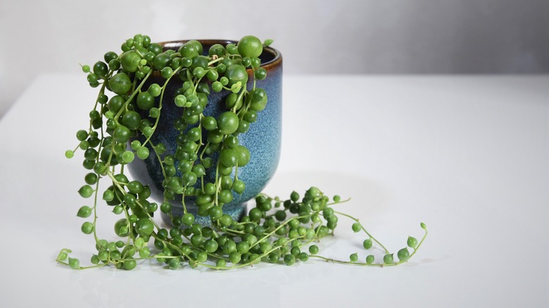 Trailing string of pearls plant