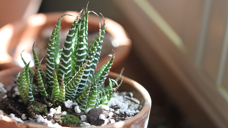 Zebra plant with striped stems