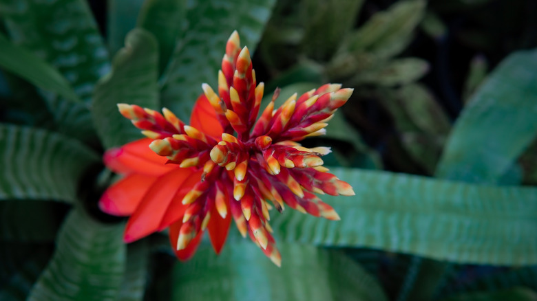 amazonian zebra plant flower