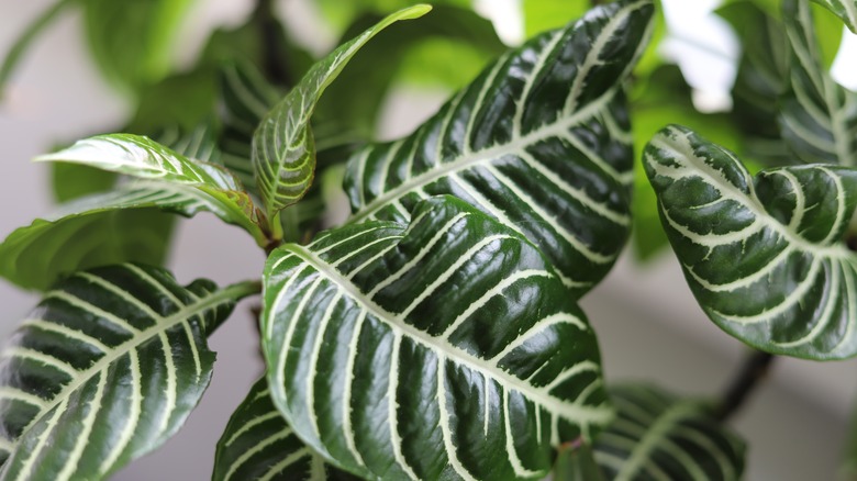 Aphelandra squarrosa striped leaves