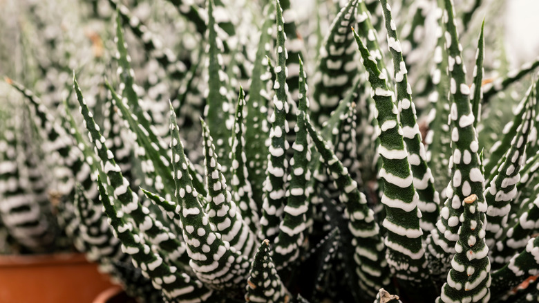 big band haworthia closeup