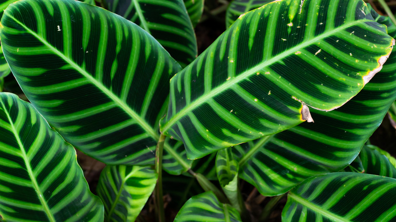 green calathea zebrina leaves