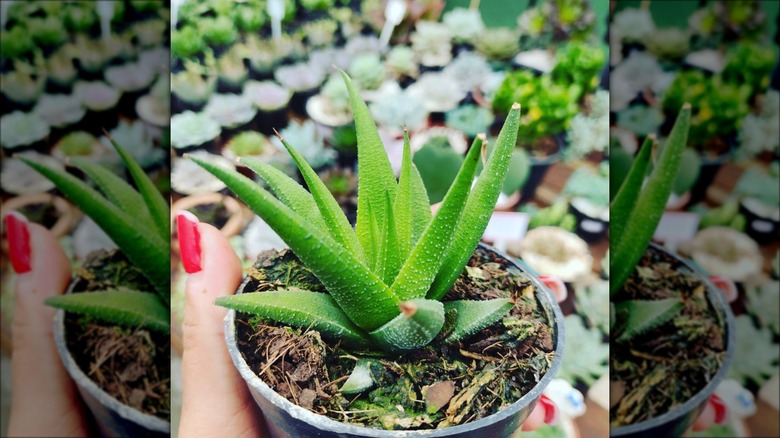 haworthia glabrata