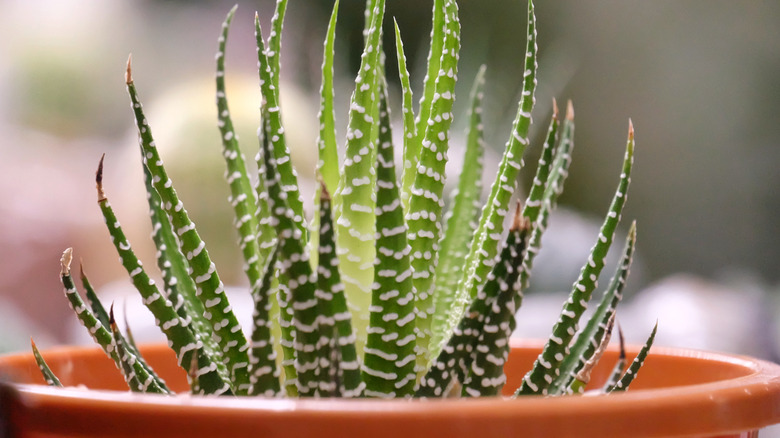 zebra plant close up shot