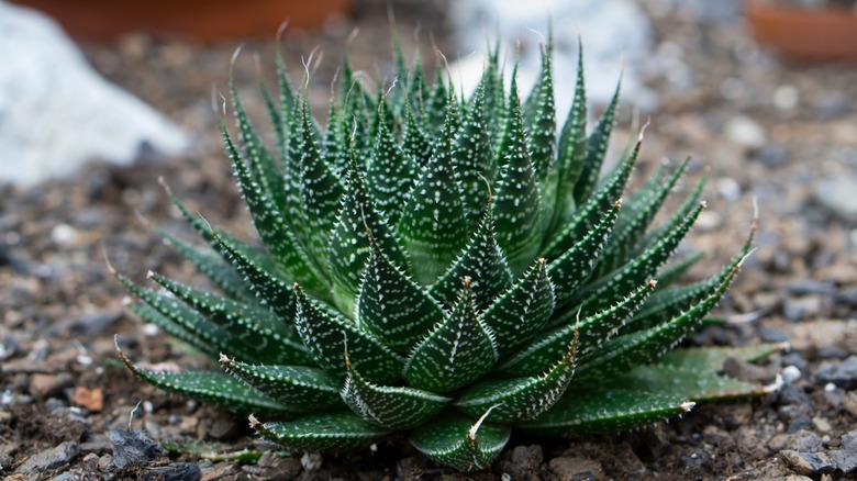 Lace Aloe succulent in ground