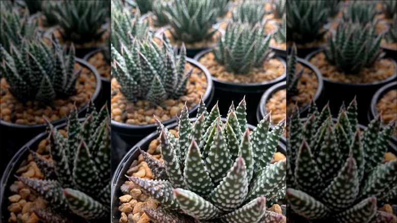 royal albert haworthia in pots