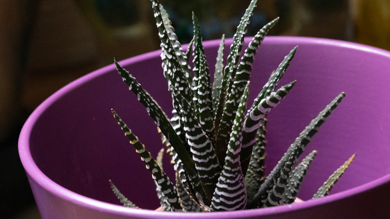 super white haworthia succulent