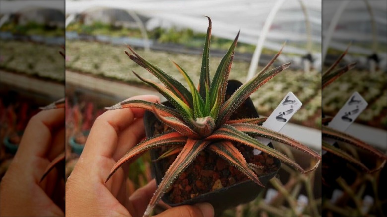 hand holding ariegated haworthia radula