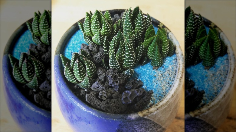 zebra wart potted succulent garden