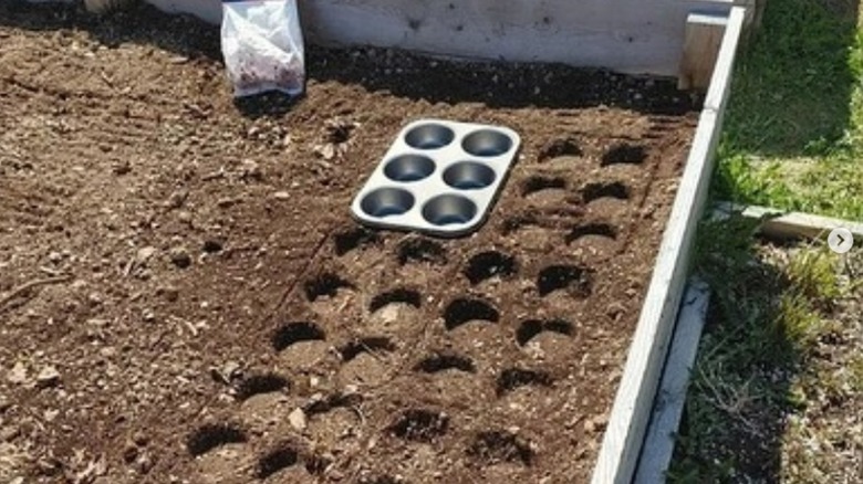 muffin tins in garden 