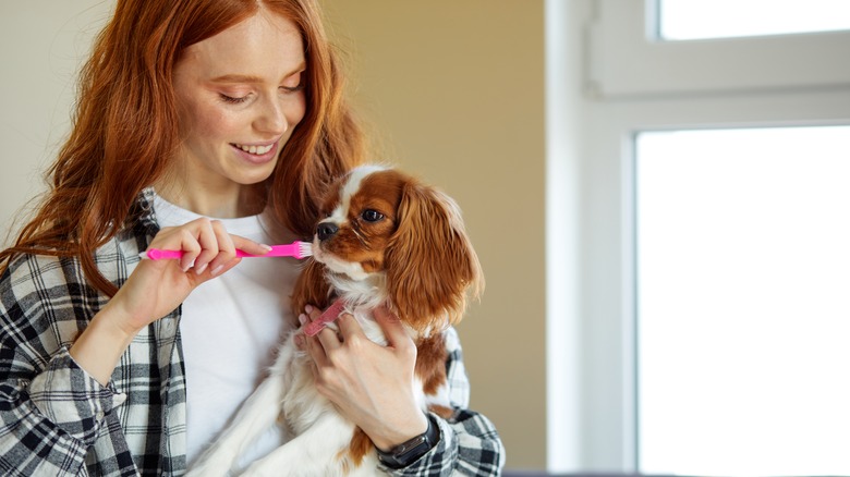 woman brushing dog with toothbrush