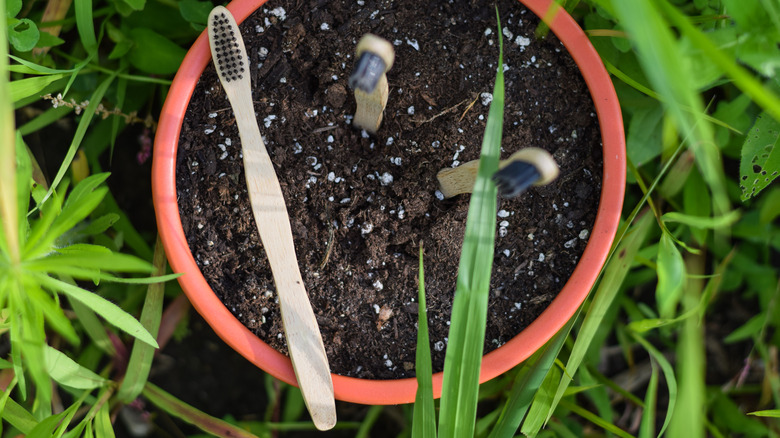 toothbrushes in flower pot