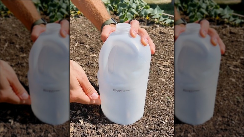 Person using a plastic vinegar jug to cover seedlings in the dirt function as a mini greenhouse.