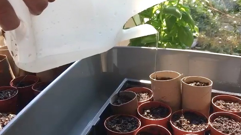 Person watering their crops using a cut plastic vinegar jug.