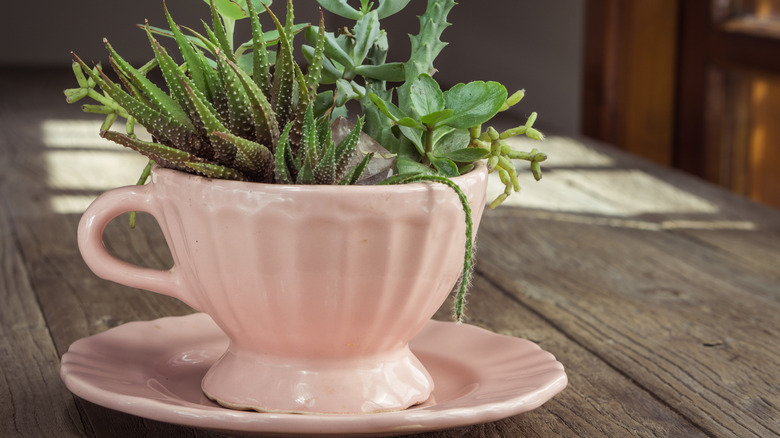 teacup with plants inside