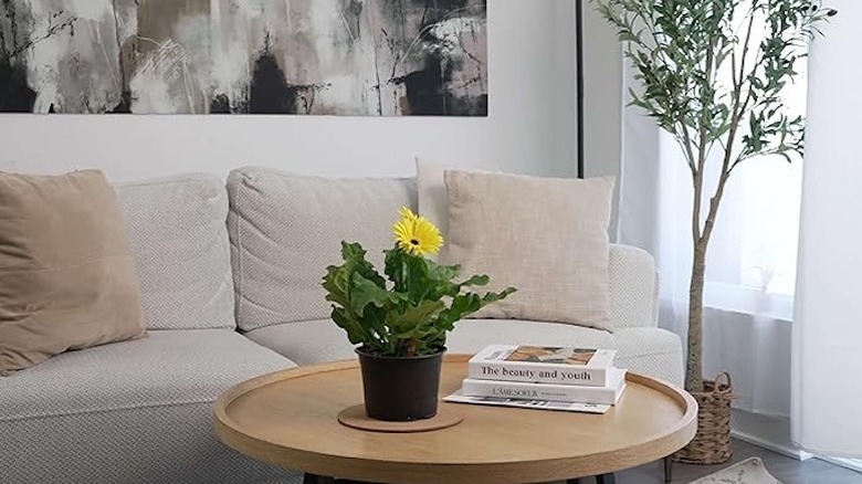 A houseplant with a coaster underneath it on a coffee table