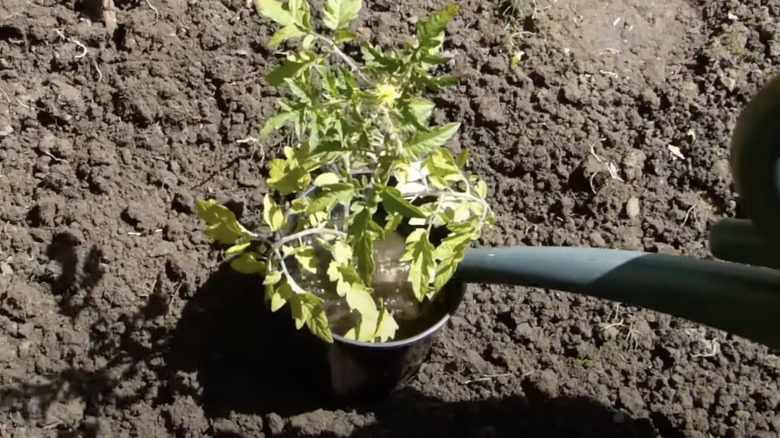 Watering a tomato plant surrounded by a plastic nursery pot plant halo