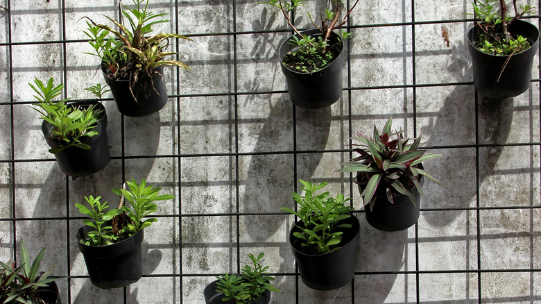 A vertical garden made from black steel mesh and plastic nursery pots