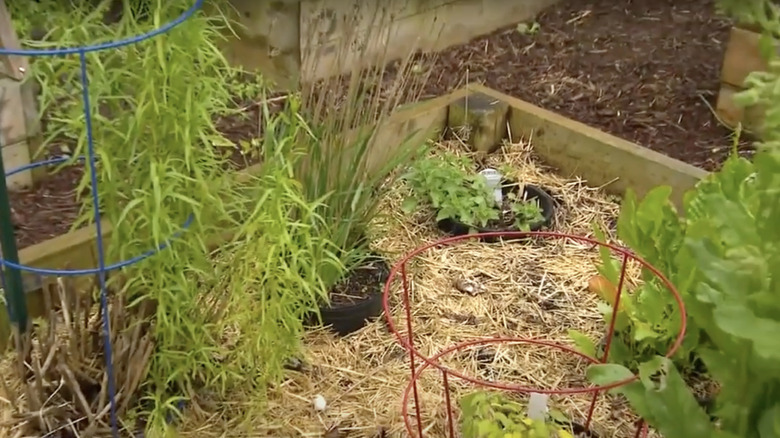 Spreading plants are contained in a garden bed by planting them in plastic nursery pots