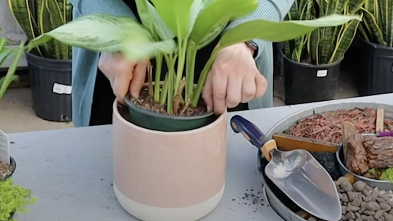 A gardener fits a plant planted in a plastic pot into a decorative pot