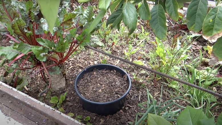 A worm farm made from a plastic planter is buried in a garden bed