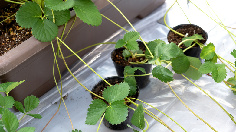 Propagating strawberry runners in small plastic planters