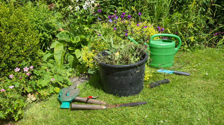 A large black plastic planter transforms into a collection bucket for weeds