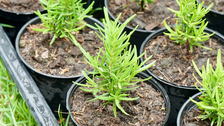 Rosemary cuttings grow roots in up-cycled plastic nursery pots