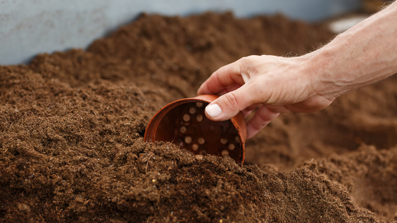 A gardener scoops up some soil using an old plastic nursery pot