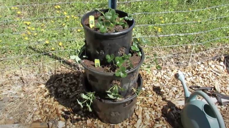 Strawberries growing in a three-tiered strawberry tower made from old plastic planters