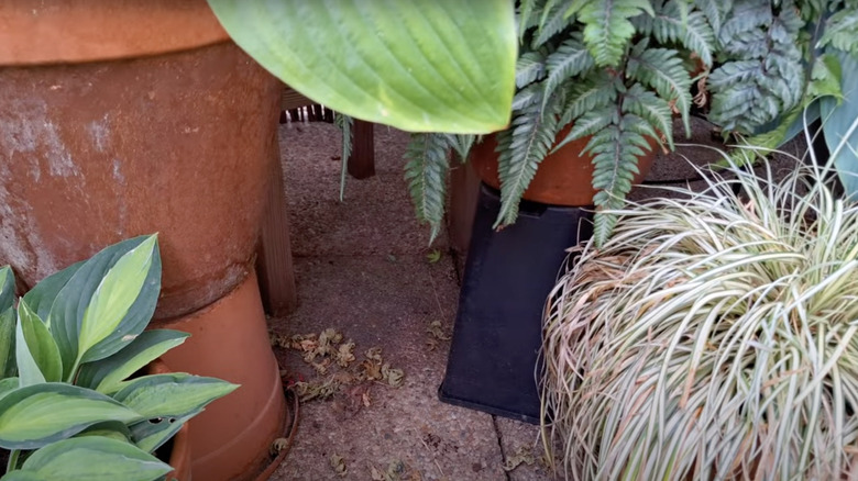 Plant-filled pots sit atop upturned plastic planters to add height to a balcony garden display.