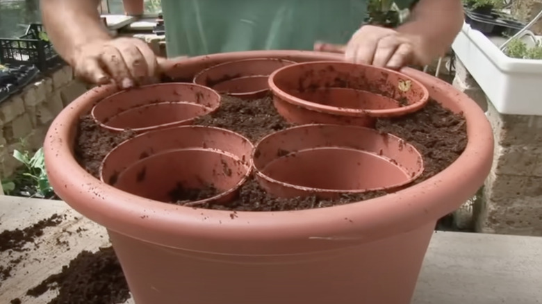 A gardener uses small pots as for guides for planting up a large planter with new plants