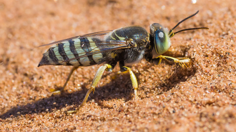 American Sand Wasp digging sand