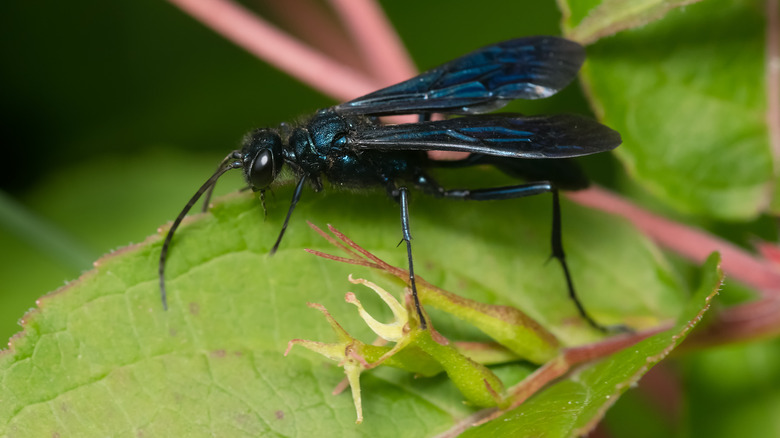 Blue Mud Dauber on leaf