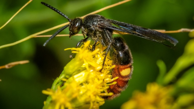 Blue-Winged Wasp on flower