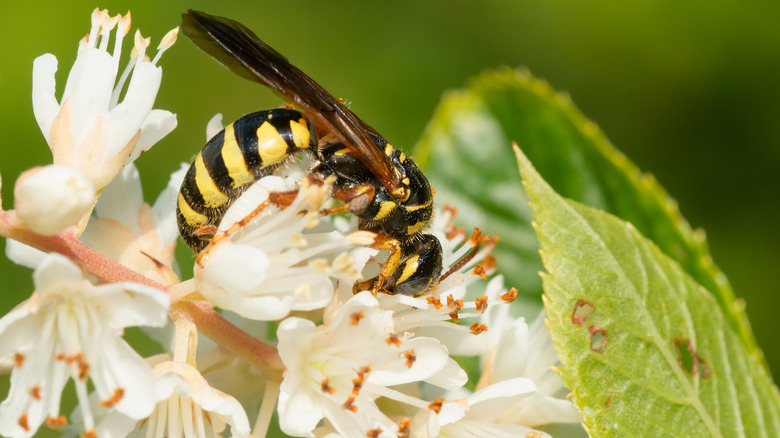 Five-Banded Thynnid Wasp on flower