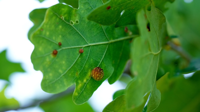 Gall Wasps on leaf