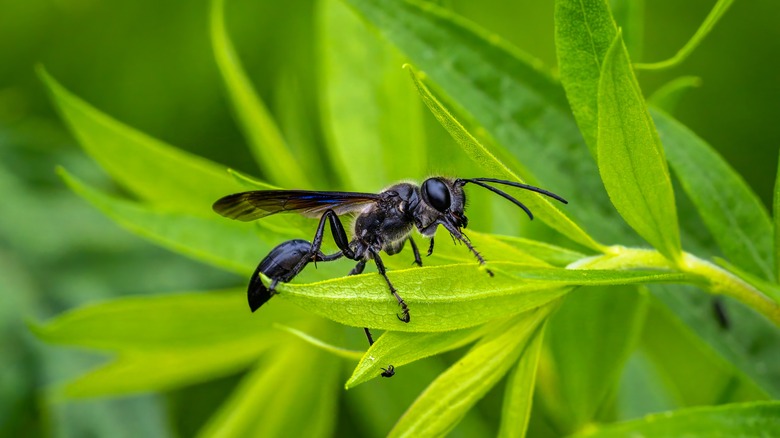 Grass-Carrying Wasps in yard