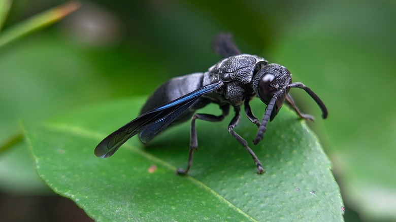 Great Black Wasp on leaf