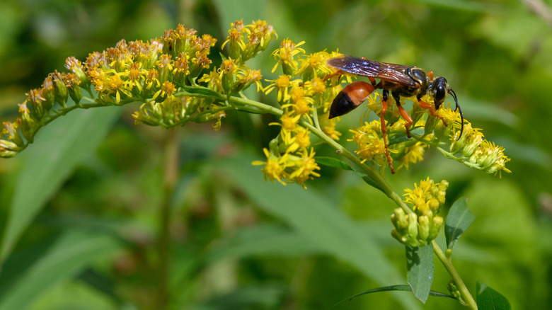 Great Golden Digger Wasp in yard