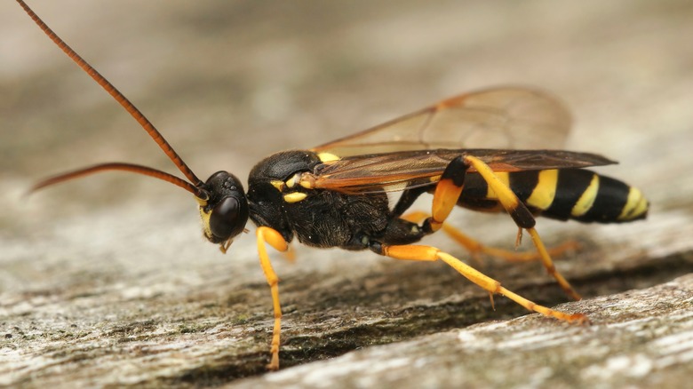 Ichneumon wasp