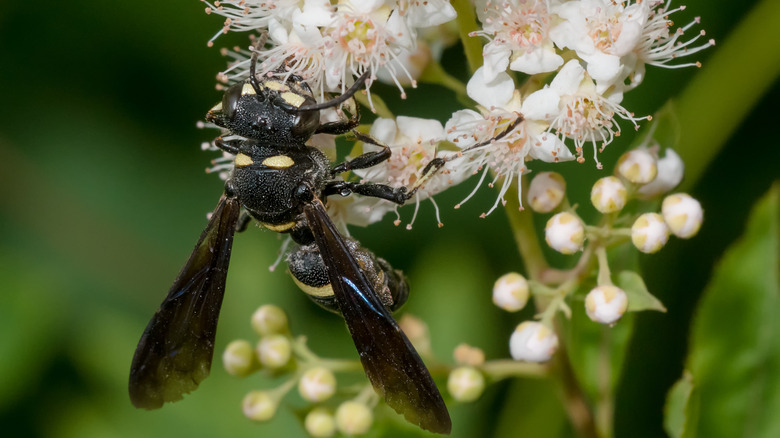 Smoky Winged Beetle Bandit collecting nectar