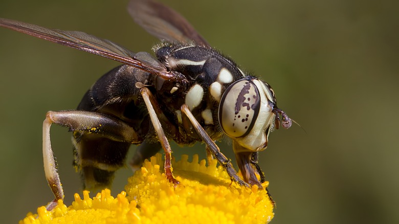 Bald-Faced Hornet on flower