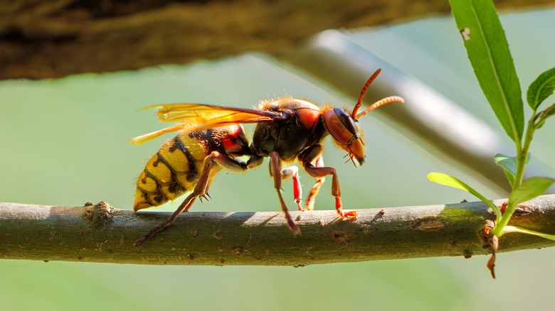 European Hornet on tree branch