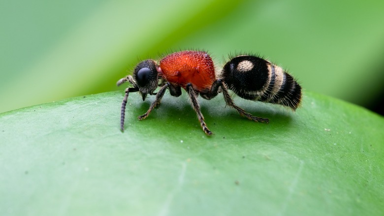 Velvet Ant on leaf