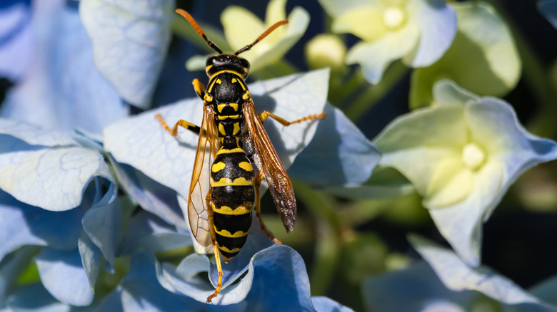 Yellowjacket on hydrangea