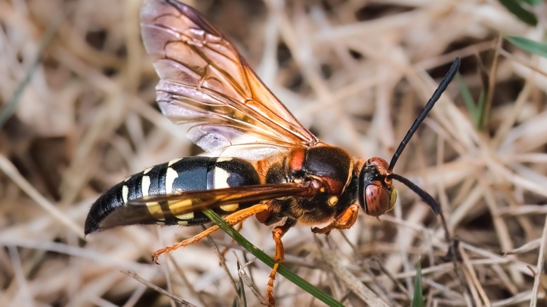 Cicada Killer wasp